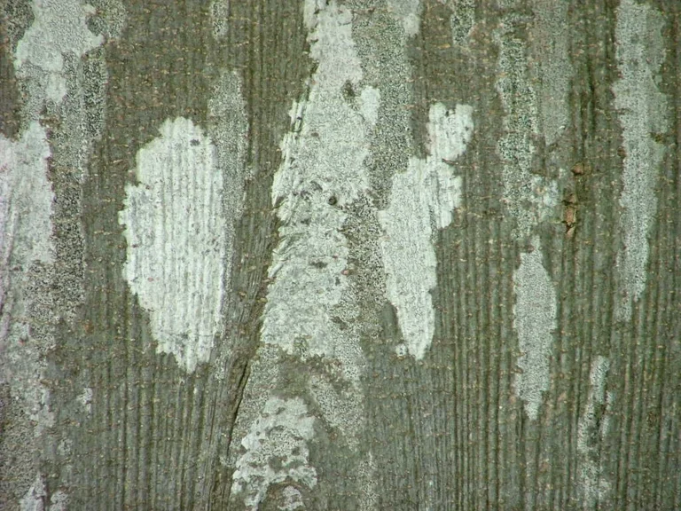2006-018