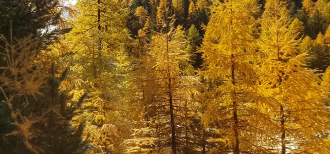 16 Okt 2019 Mit dem Zug nach Campascio und zu Fuss nach Tirano